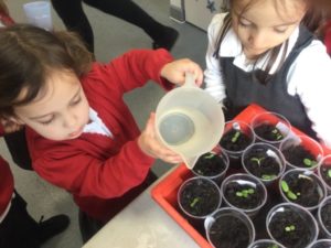 Nursery pupils are seen learning about the life cycle of plants by planting their own seeds and helping them grow.