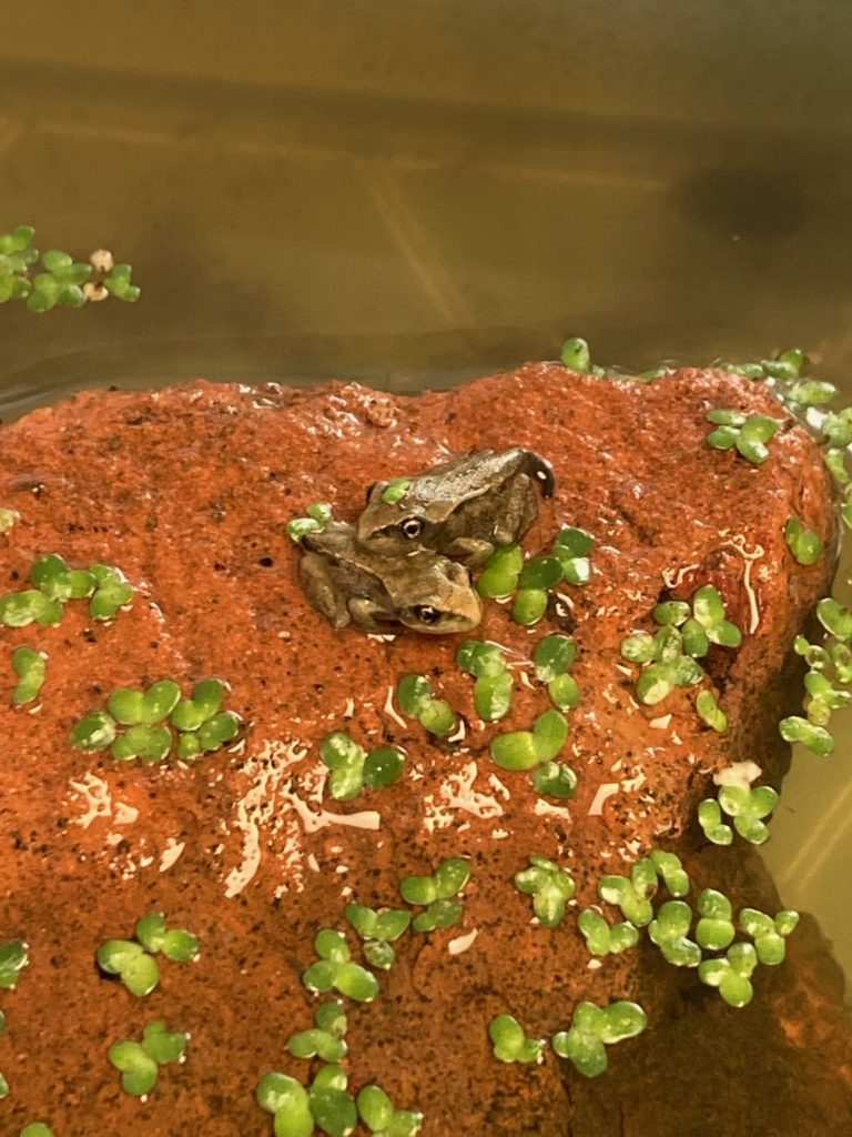 Two Frogs are shown sitting in a plastic box of water in a Nursery class.