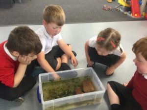 Four Nursery pupils can be seen looking at Frogs being kept in a plastic box of water in class.