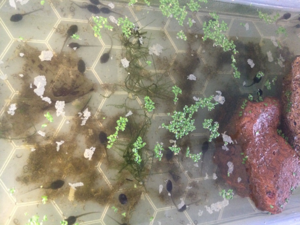 Some Tadpoles can be seen swimming in a box of water in Nursery.