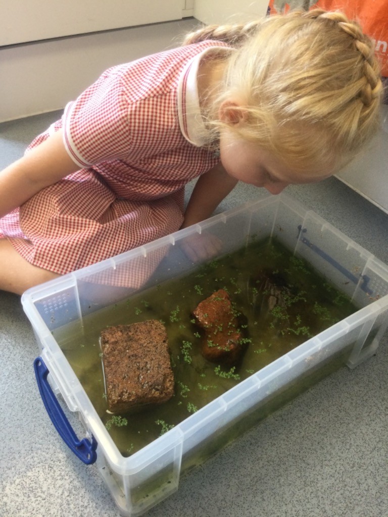 A young girl is photographed looking at some Frogs being kept in a plastic box with water inside.